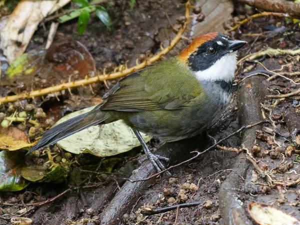 <h3><a href="/trips/costa-rica/biota/animalia/chordata/aves/040 passeriformes/126 emberizidae/arremon brunneinucha/arremon brunneinucha-nl.html">Arremon&nbsp;brunneinucha</a> / Chestnut‑capped&nbsp;brush&nbsp;finch / Bruinkapstruikgors</h3>OM-1 Mark II met OLYMPUS M.150-400mm F4.5, 1/1000 sec  bij F4.5, ISO 10000, afstand 9&nbsp;m